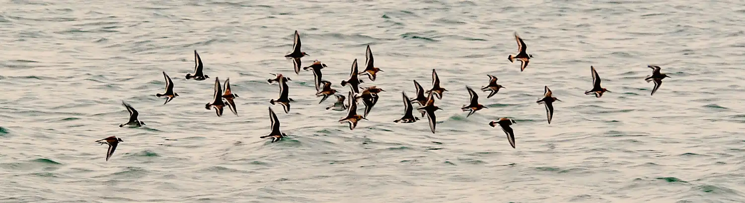 Seevögel an der Nordsee, Sylt